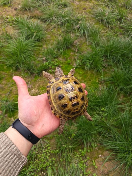 Toshbaqalar hamma razmeri bor Черепашки разные размер
