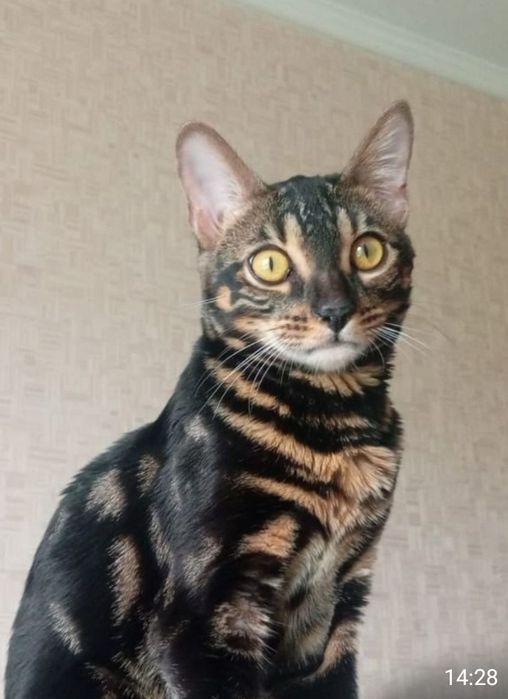 Кот бенгал для вязки