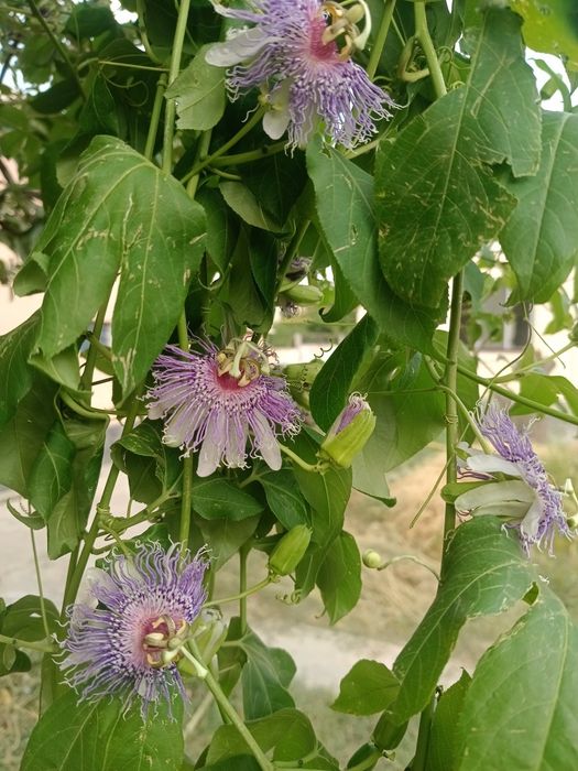 Маракуя северная