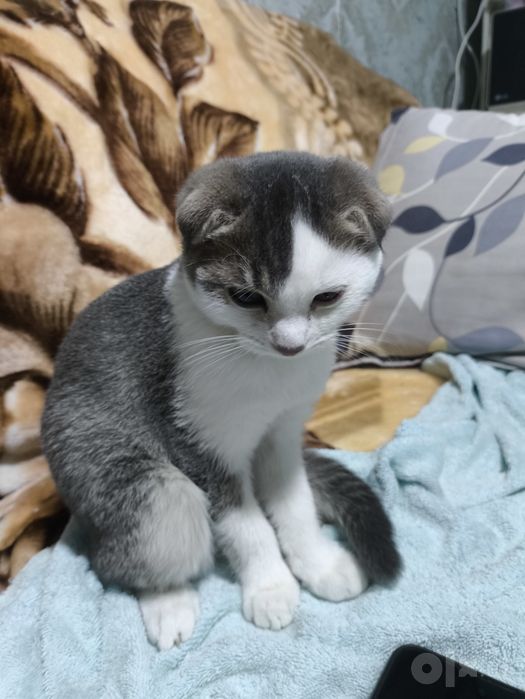 Scottish fold malchik