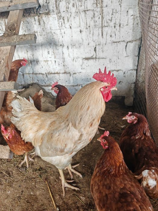 Срочно продам петухов