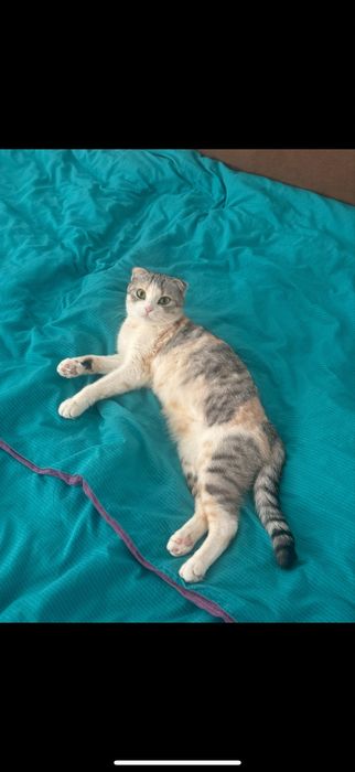 котята вислоухие