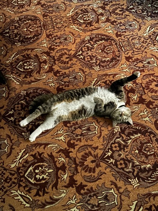 Отдам кошку в хорошие руки