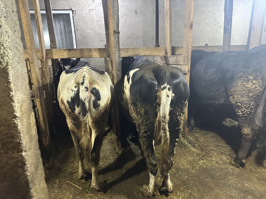 Коровы дойные телятва