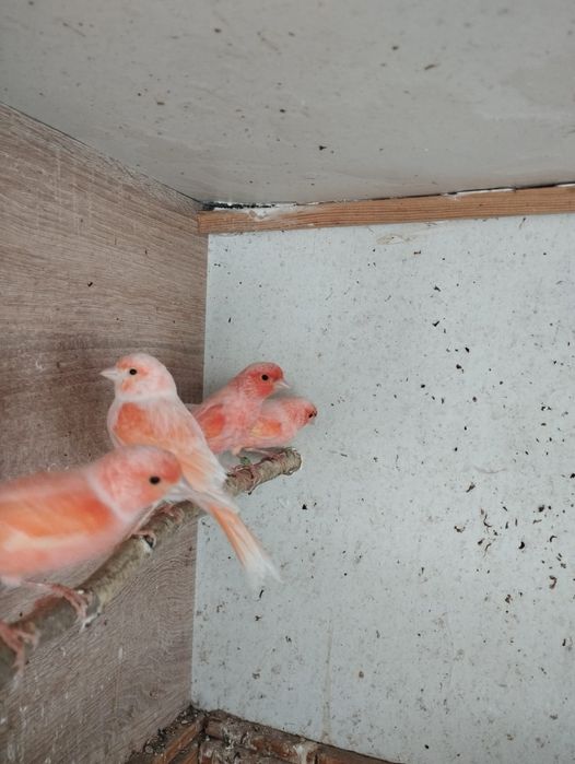 Канарейки разные