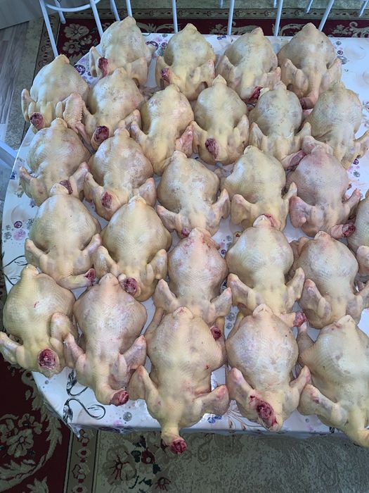 Тауқ еті, Куринны мясо