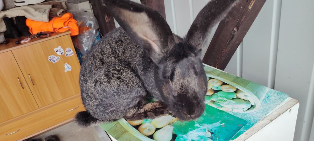 Vând iepuroaică UG