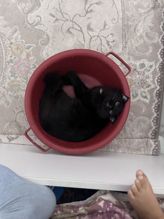 Koтенок по кличке Марсель