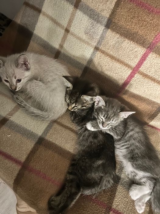 Отдам котят любящим хозяевам