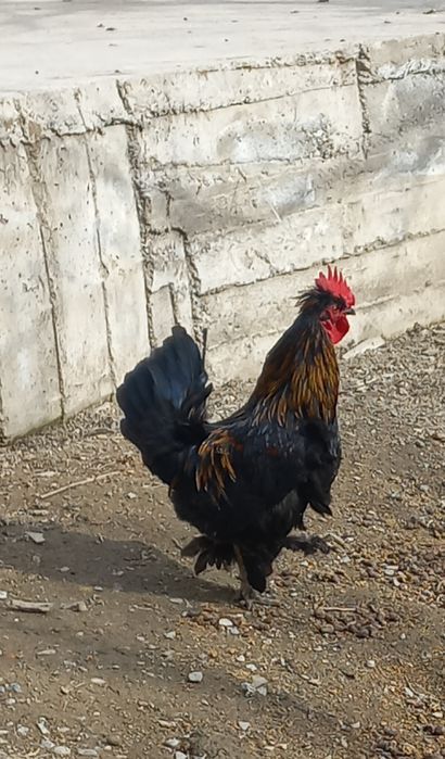 Хурозлар сотилади