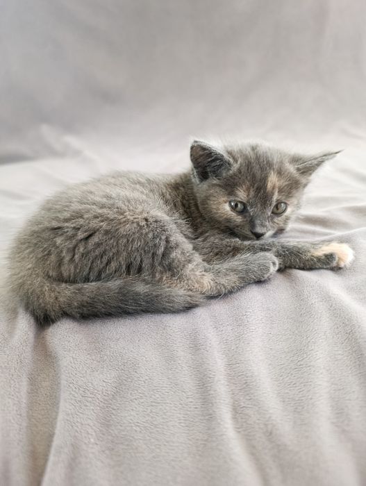 Его просто выбросили. Ищет хозяина. Алматы