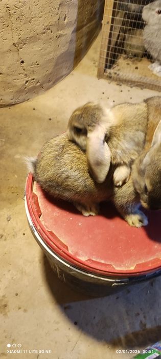 Quyon bolachalari 43 kunlik