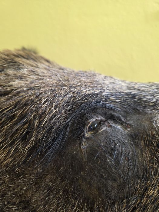 Продавам препарирано диво прасе. Глиган. Без забележки