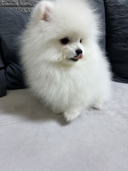 Продается щенок  белого шпица