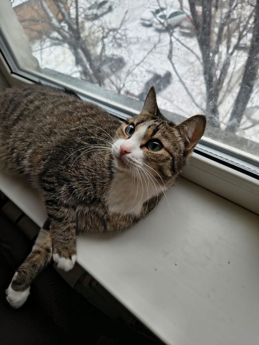 Красавец котик ищет дом