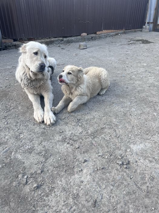 Продаются щенки САО