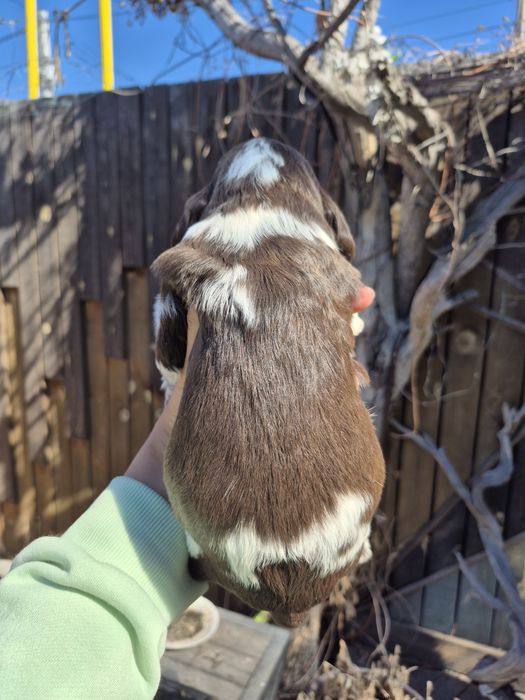 Мальчик спаниель пегий