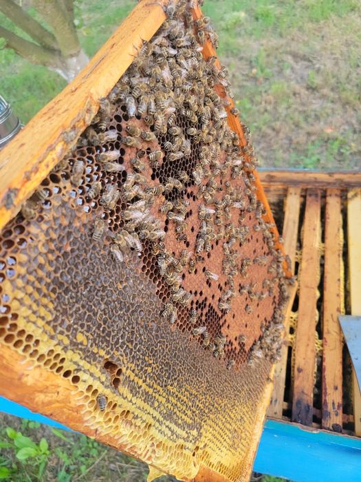 Vând albine 8 9 rame