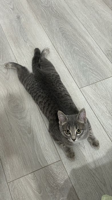 Кошечка в добрые руки