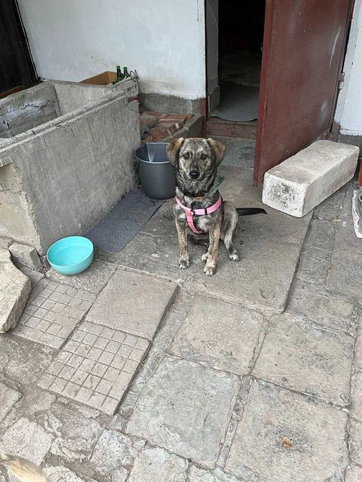 Подарявам младо женско кученце