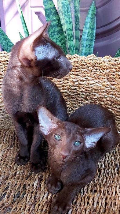 Ориентальный Котёнок ШОКОЛАД