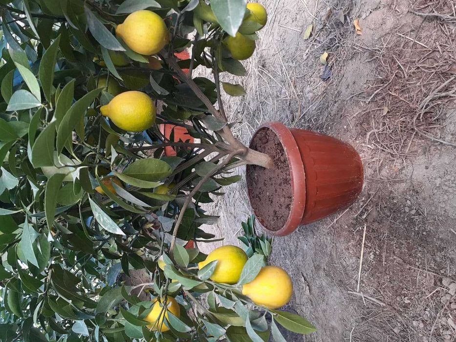 Хосилдорлиги юқори навли лимон. апелсин ва мандарин кўчатларимиз бор .