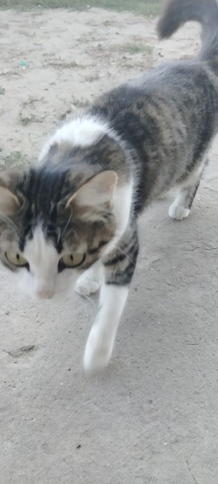 Отдам в добрые руки кошку домашнюю добрая, ласковая