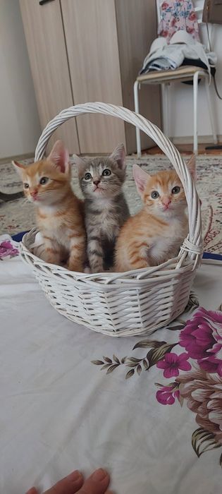 Домашние животные.