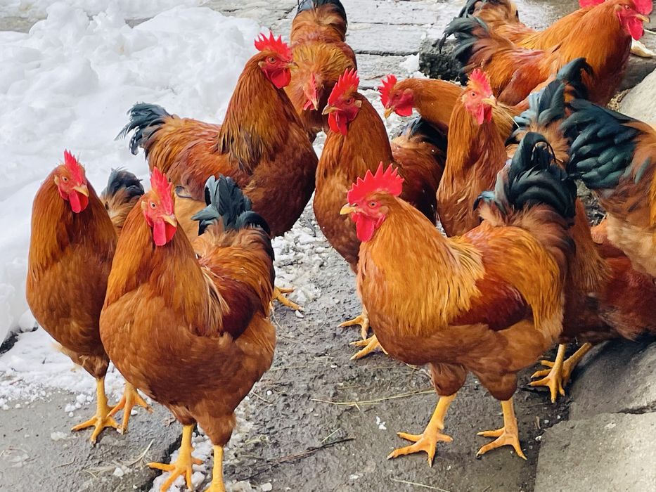 Cocosi tineri New Hampshire