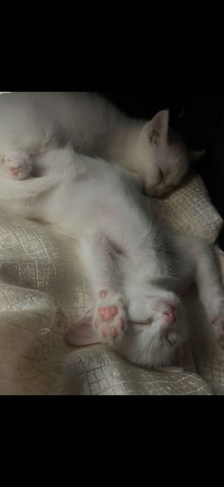 Котята отдаем 2 мальчика