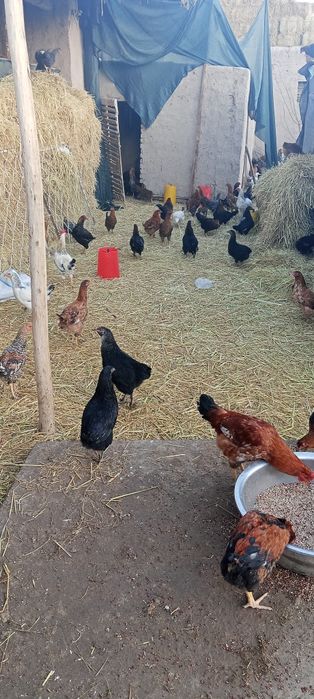 Товук ва хурозлар