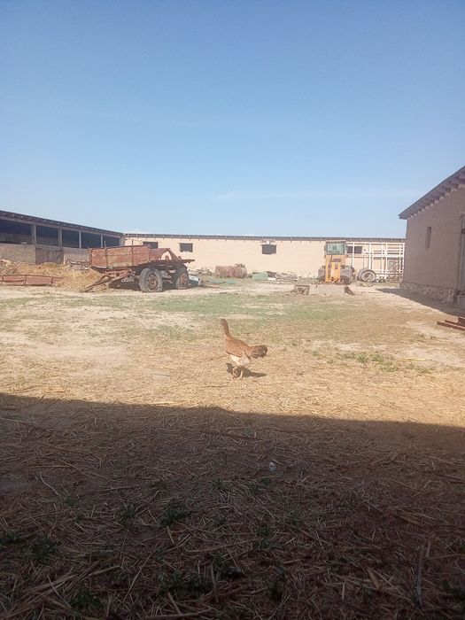 Дакан тауық сатылады