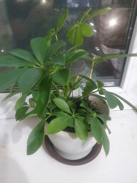 Продам цветы разные