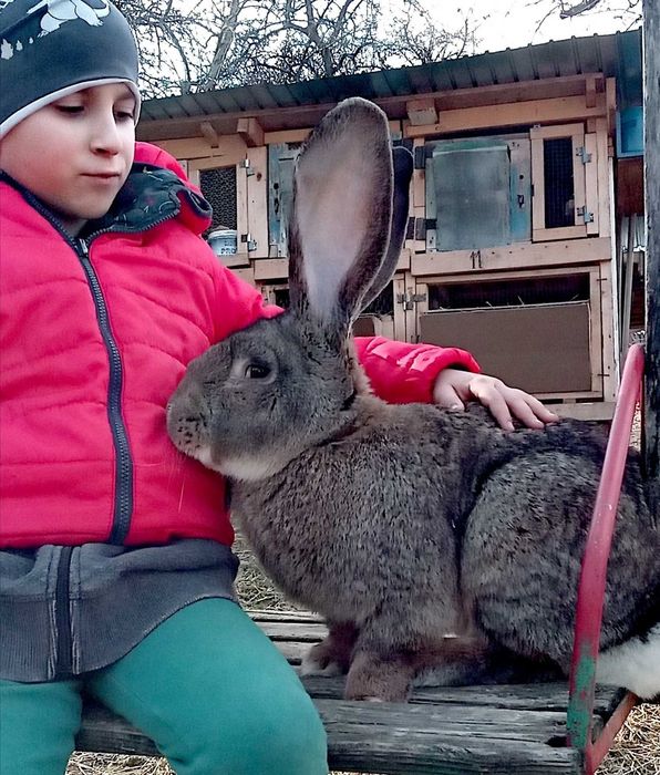 Iepuri de rasă mare