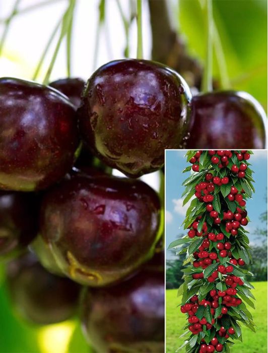 Pomi Fructiferi Columnari (CIRES)