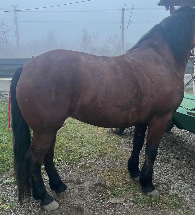 Vând iapă semi-grea