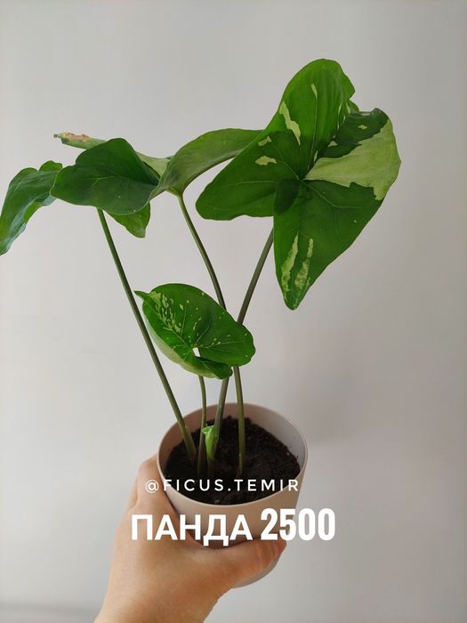 Сортовые сингониумы