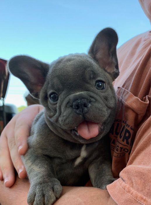 Bulldog francez