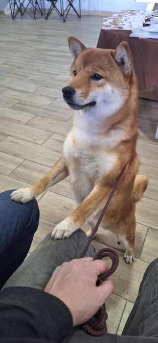 Вязка Сиба-ину Кобель