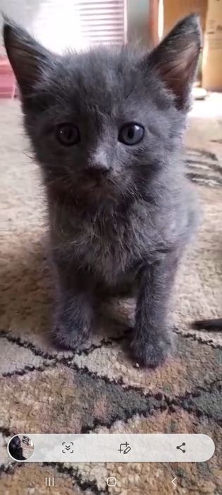 Отдам котят в хорошие добрые руки