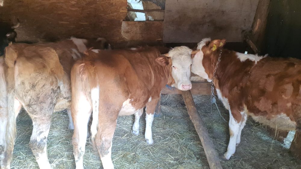 De vânzare 3 juninci Bălțată Românească (11-15 luni)