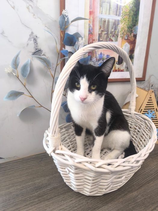 Котик в добрые руки