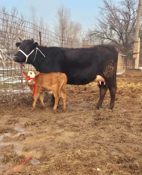 Бузаулы сиыр сатылады 10лит сутті бар