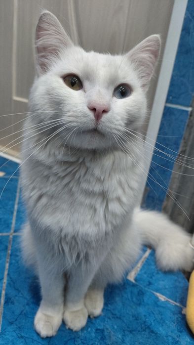 Отдам кота в добрые руки