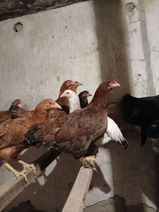 Товуклар сотилади