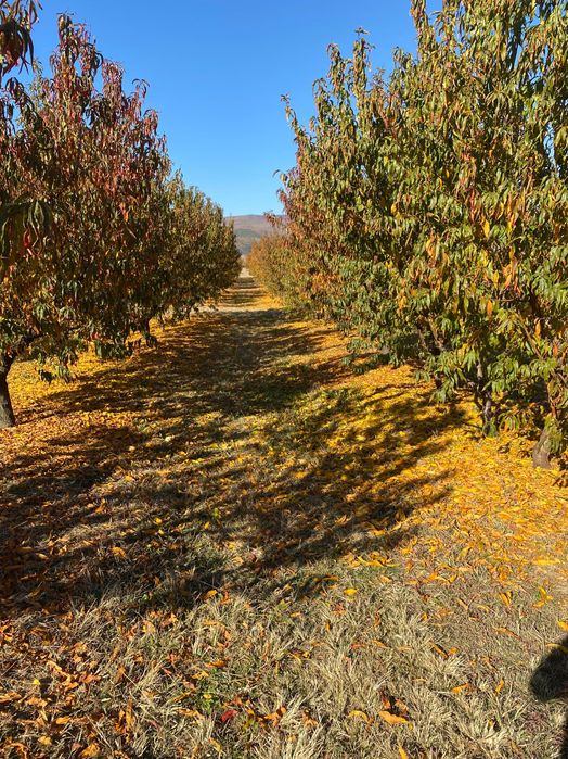 Овощна прасковена градина