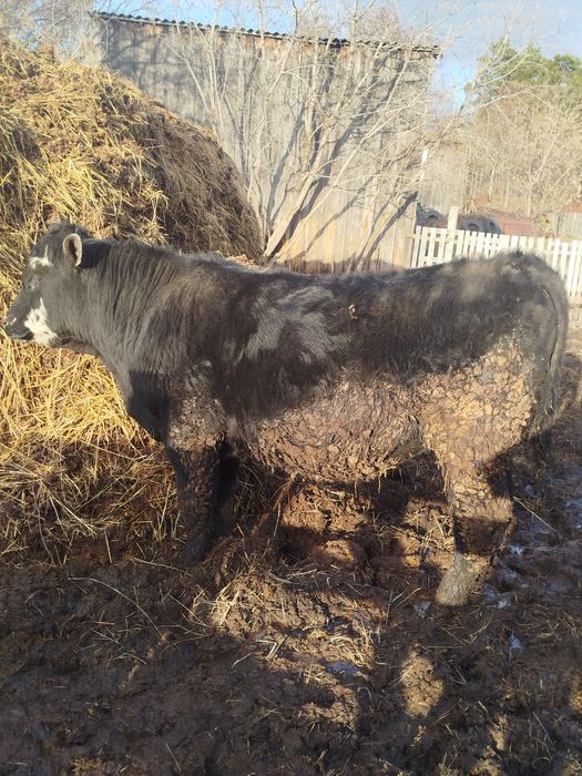 Продам Быков с откорма