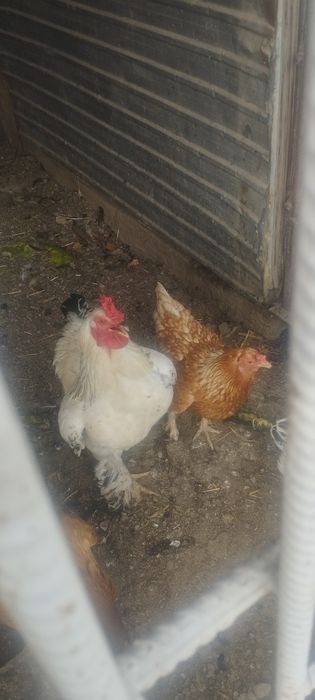 Продам куреи и клушку