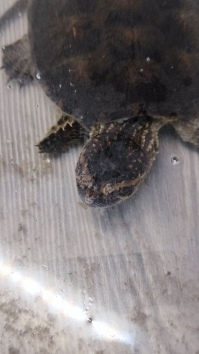 Каймановая черепаха