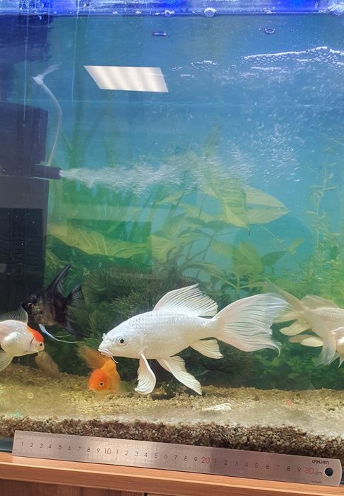 Baliq akvarium 250ming sum